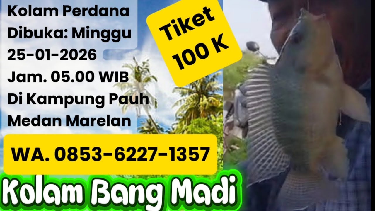 Kolam Bang Madi, Size ikan Nilanya 5,6,7 ekor 1 Kg@MKtv mancing kolam