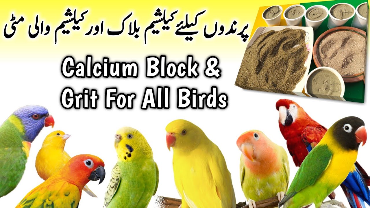 Calcium Block & Grit For Birds | Calcium Grit For Birds, Pigeon, Finches, LoveBird, Budgies & Parrot