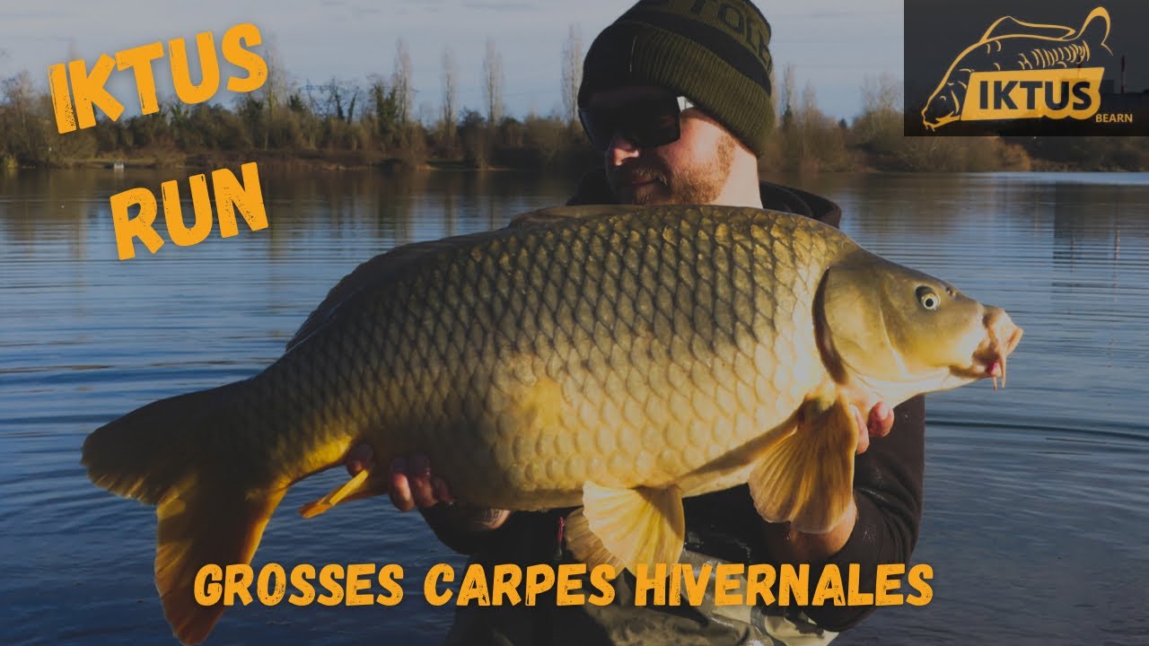 IKTUS RUN : Grosses carpes hivernales ! ( pêche de la carpe HD 1080p )