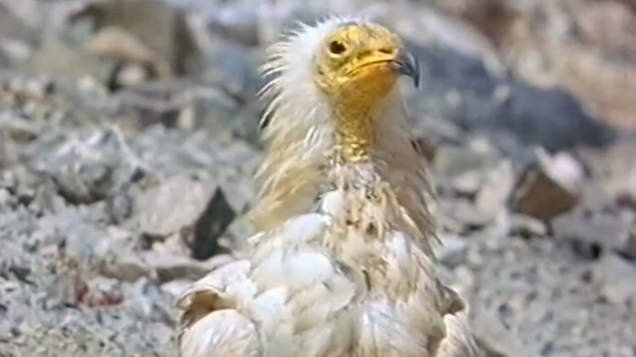 Fauna Canaria