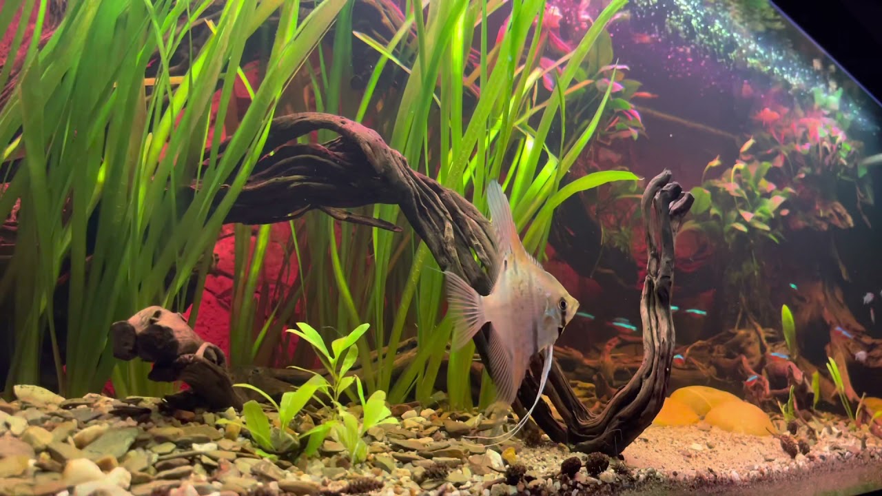 Südamerika „Amazonas“ Aquarium (Folge 2) | Extra langes Relaxing Video in 4K