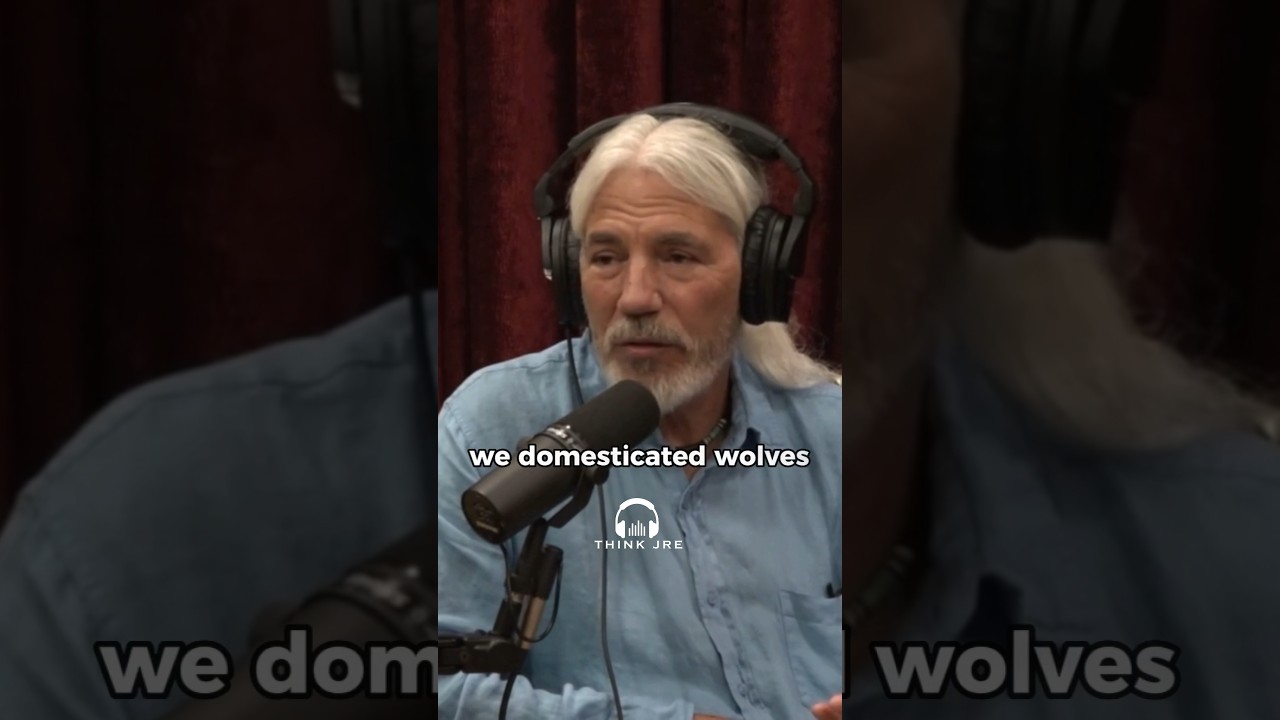 JRE - From WOLVES to DOGS: The FASCINATING Story of Canine DOMESTICATION #jre #joerogan #history
