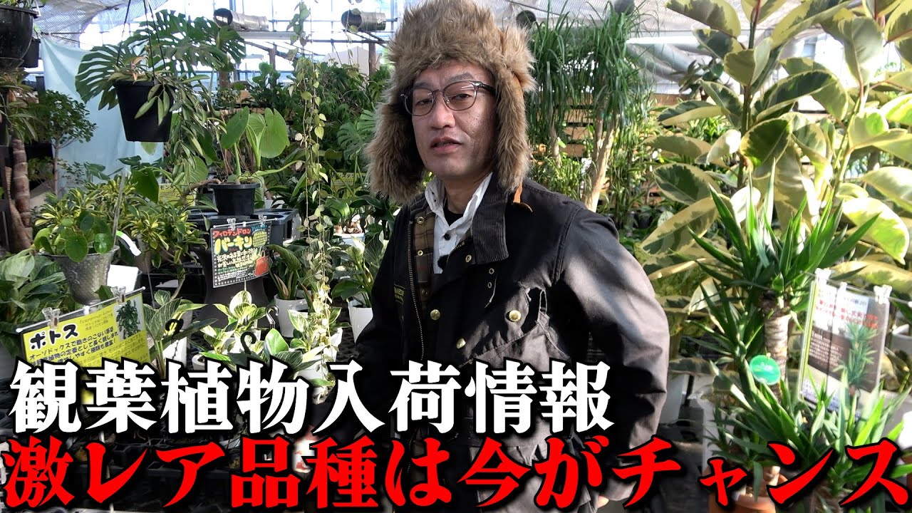 【買うなら今】観葉植物を買うならこのタイミングを絶対に逃さないでください【カーメン君】【園芸】【ガーデニング】