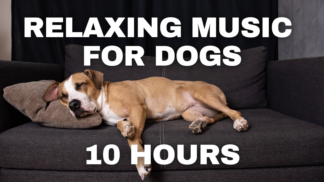 10 Hours of Relaxing Music for Dogs