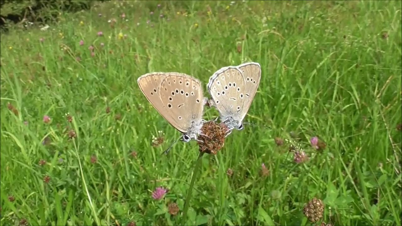 Der Helle Wiesenknopf-Ameisenbläuling (Phengaris teleius)