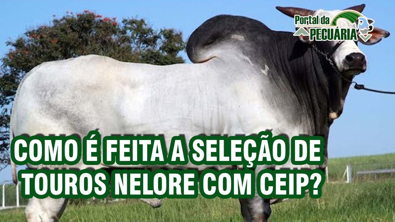 Como é feita a seleção de touros nelore com CEIP?