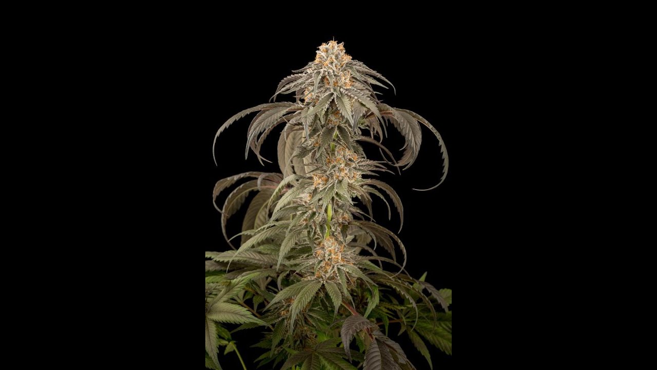 PURPLE AFGHAN KUSH