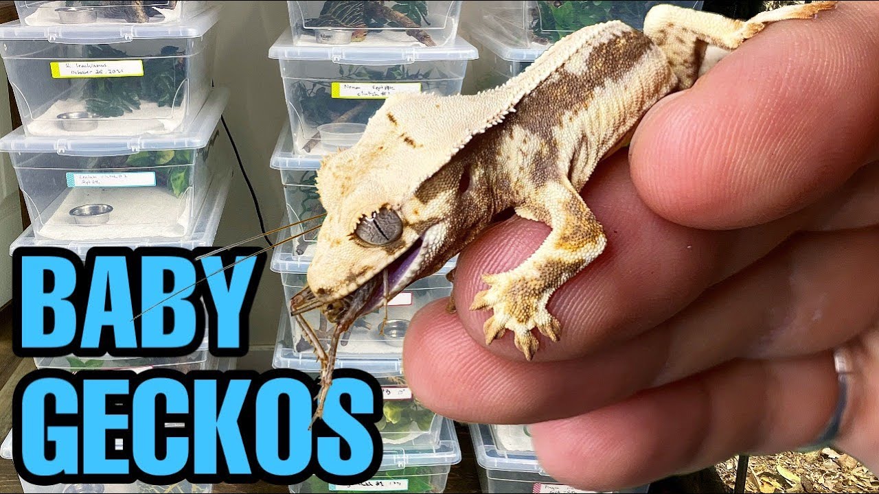 MEET MY BABY GECKOS! All my Crested gecko and Leachianus gecko babies!