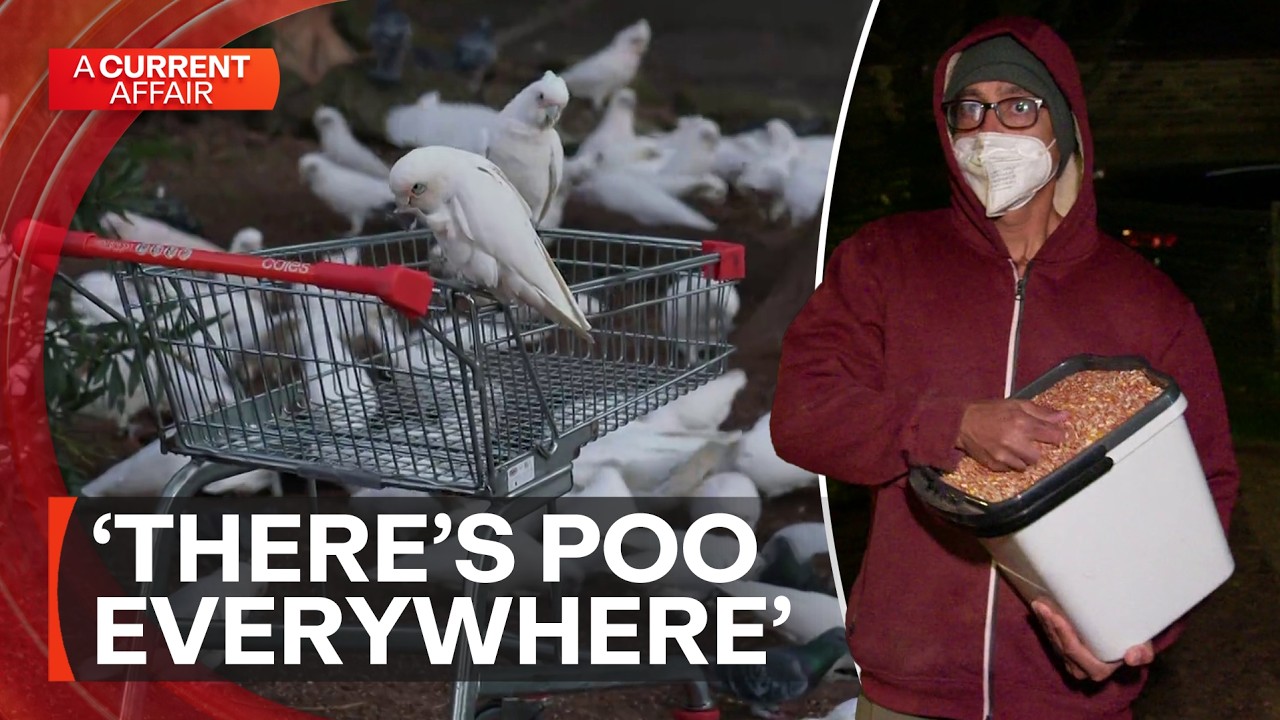 Who is the mystery bird man of Burwood? | A Current Affair