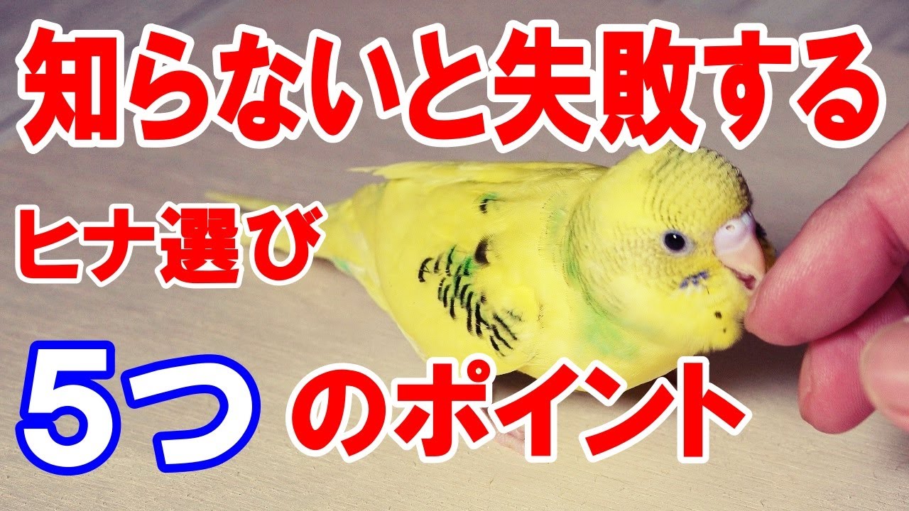 【セキセイインコ】初心者の方必見 !!失敗しないセキセイインコのヒナの選び方。これを知らないとあとで後悔します!!