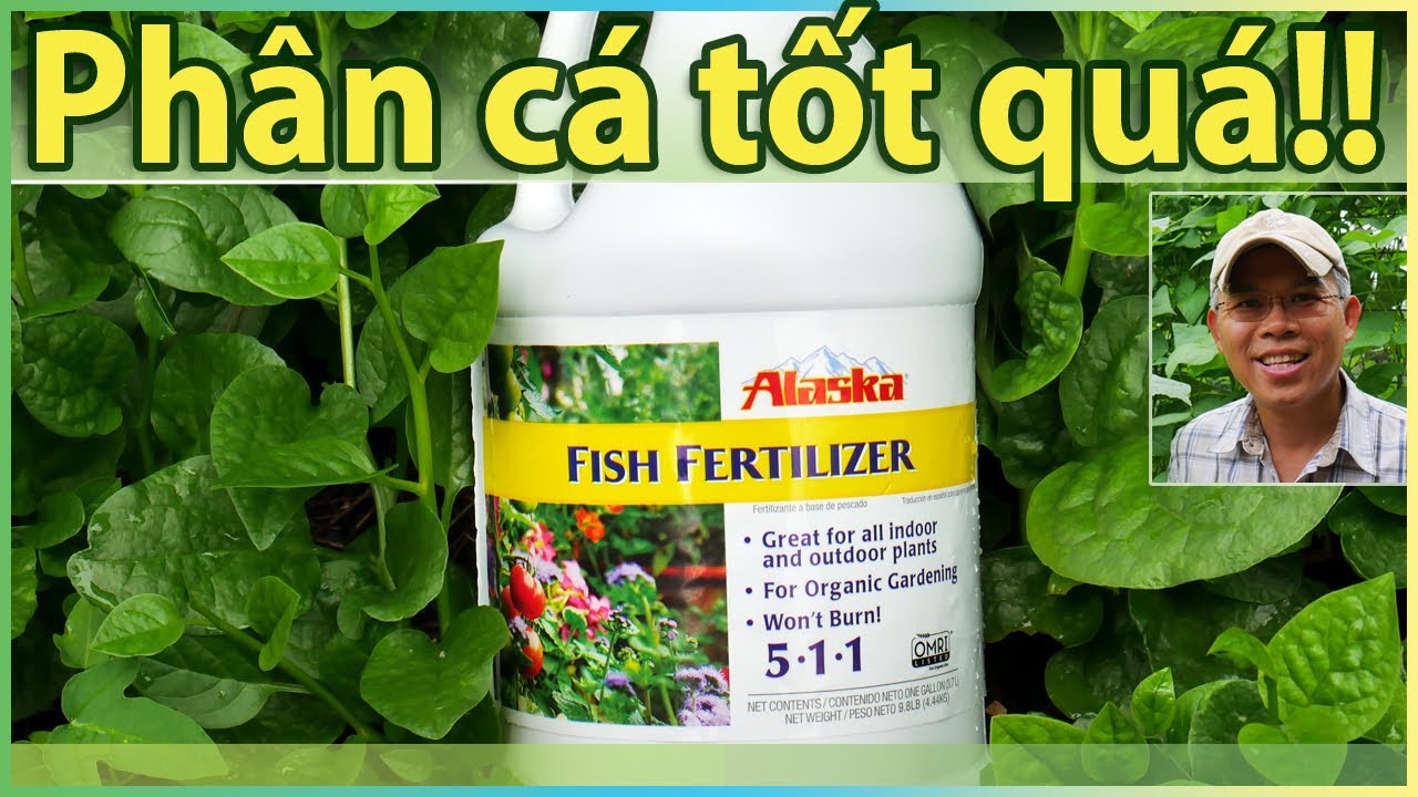 PHÂN CÁ có gì mà làm cho cây-rau-củ-quả TỐT vậy?!