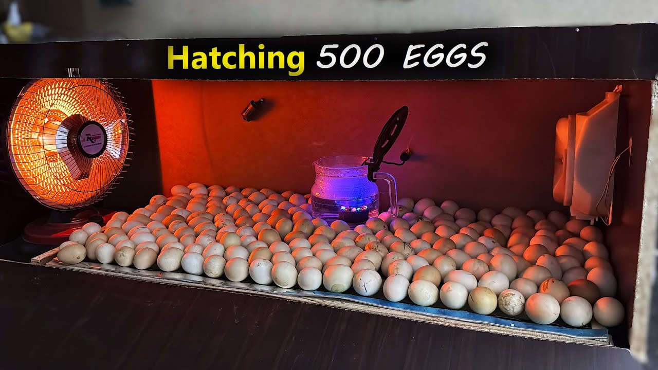 Homemade 500 Eggs INCUBATOR - Hatching 500 Eggs to Baby  Chicks