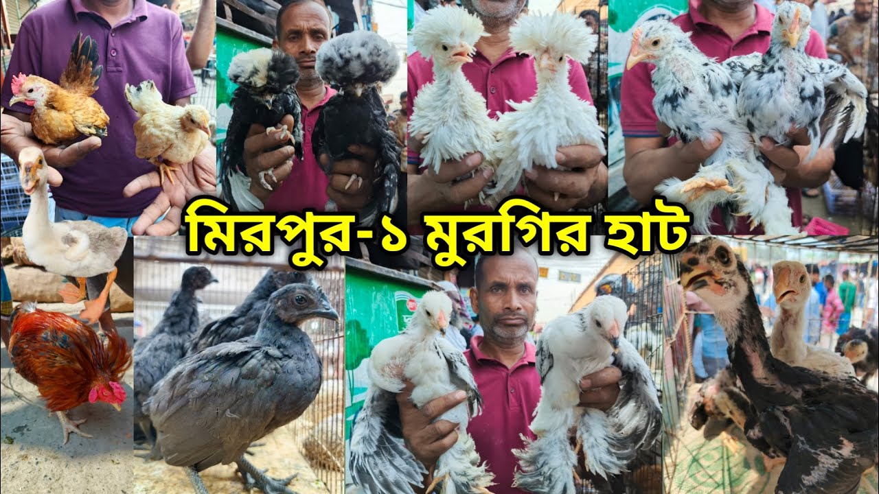 Mirpur 1 chicken hat | বাচ্চা সহ দেশি মুরগি | দেশি মুরগিতে ভরপুর | ফেন্সি মুরগি | ফেন্সি মুরগির দাম