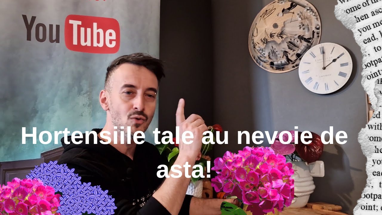 Hortensiile tale au nevoie de asta!