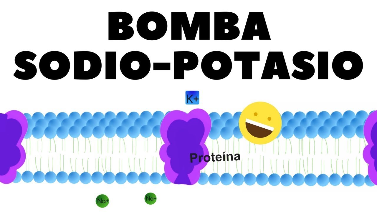 Transporte activo: bomba de sodio-potasio; explicado ✅