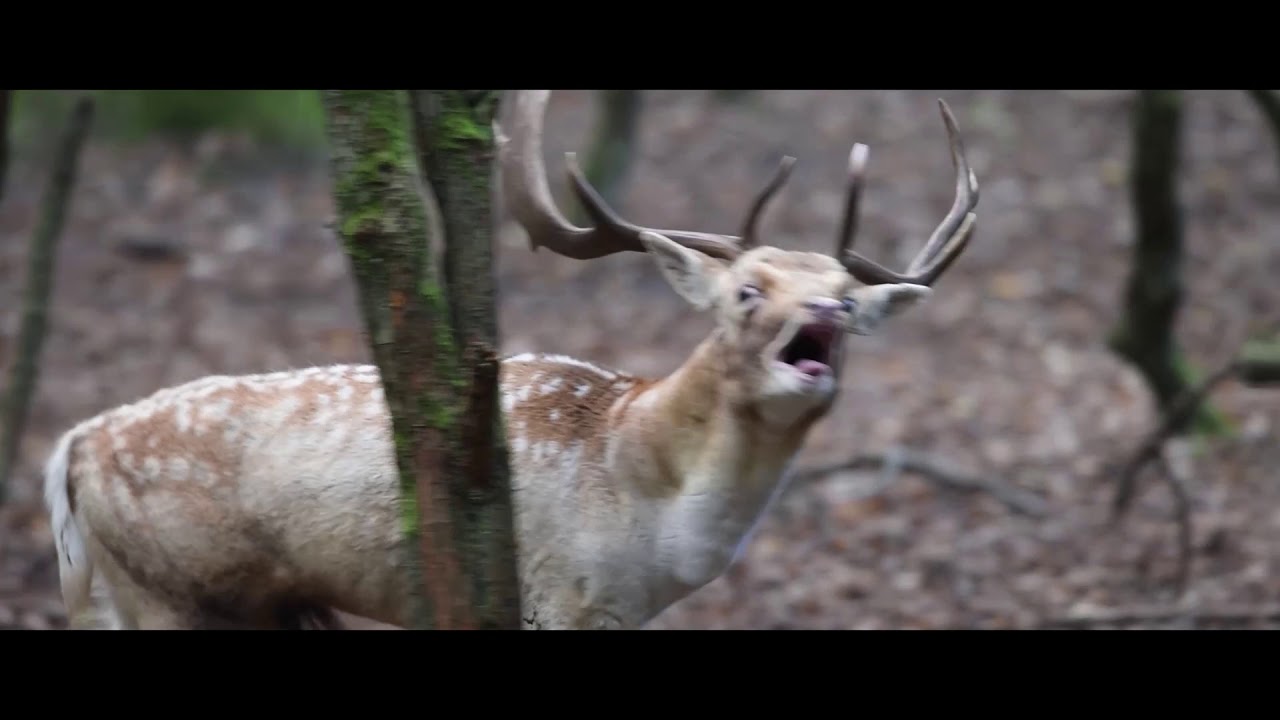 Across The Field - Landwalker [ Official video ]
