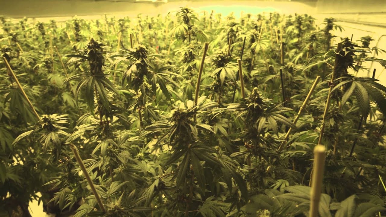 BC-Based Tilray.ca offers premium, pesticide-free medical cannabis.