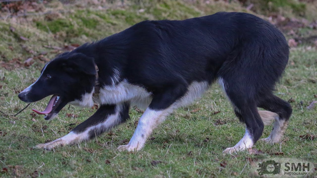 NON 00/409679…lot no 159 Dolgellau online sale 2nd-4th Feb 26 (Mr.D.Connick 07909 806330)