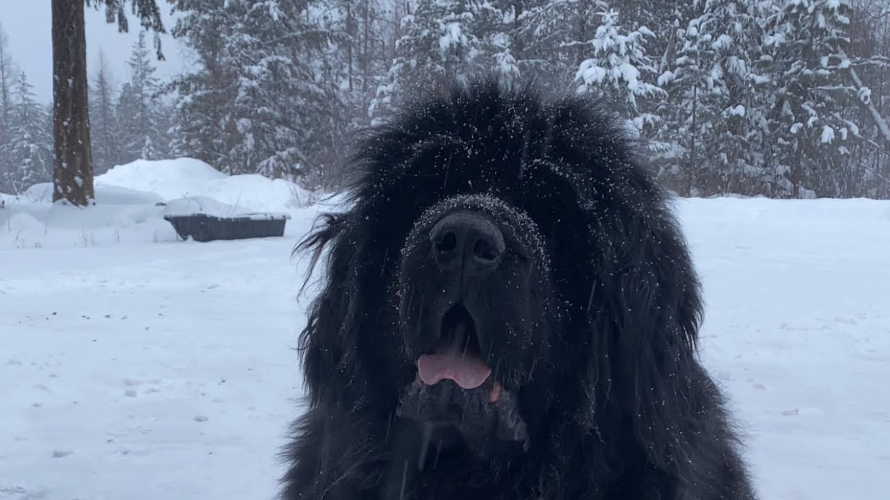 FRANK the Newfoundlander DOG is the BOSS #dogs