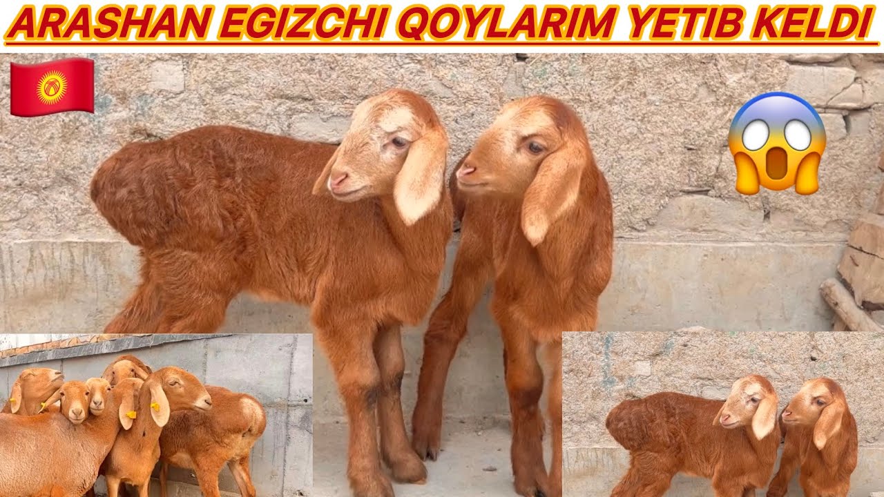 🇰🇬👍QIRGIZISTON BISHKEKDAN ARASHAN AVGON EGZAKCHI QOYLARIM ZORLARIDAN KELDI SHOSHILING 🇰🇬🇰🇬