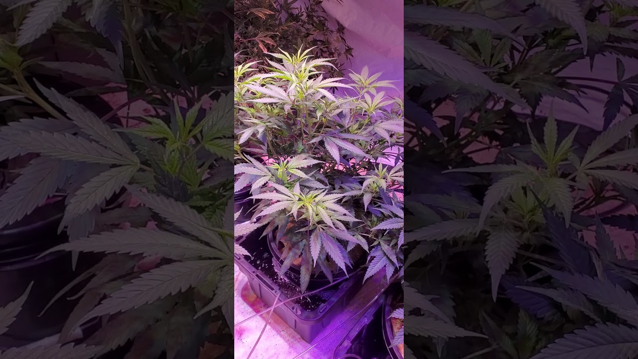 Phlizon 3000w cob led update