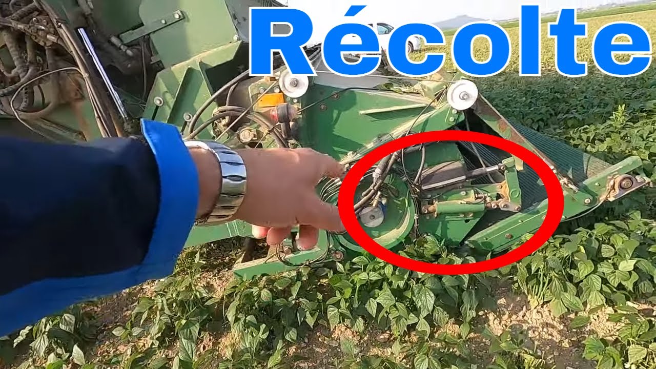 Récolte des haricots verts.