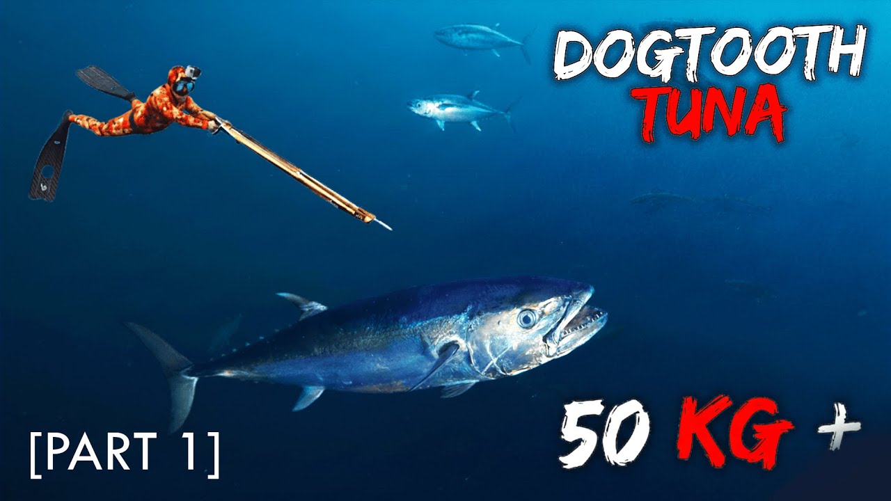 GROS THON [53 kg+] et PERROQUET à bosse GÉANT, on chasse des MONSTRES !!! spearfishing NCW - (ep.31)
