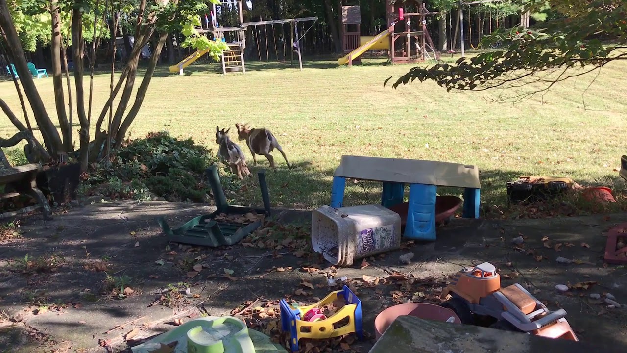 cute little goats playing running jumping and head butting - crazy goats - adorable goats - pet goat