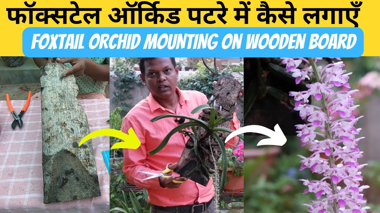 How to Plant Foxtail Orchid (Rynchostylis Retusa) on Wood in Hindi | Orchid Planting Ideas
