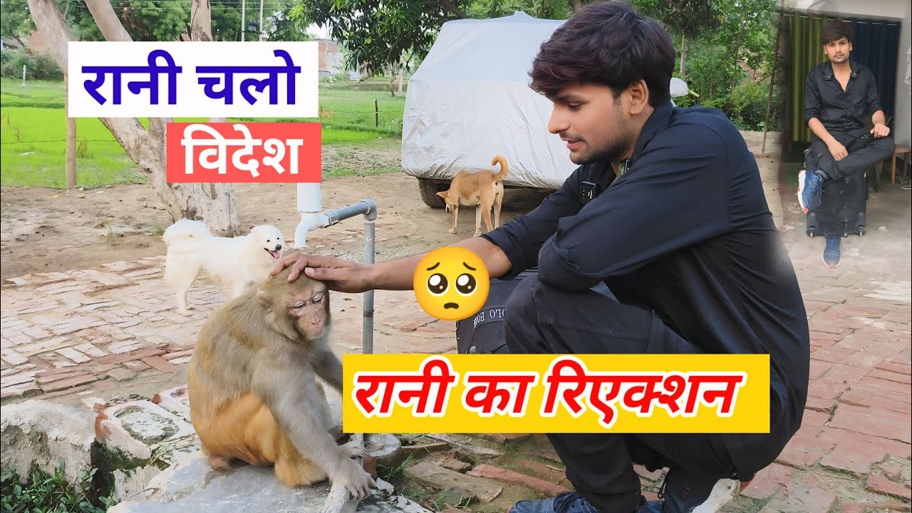 Monkey rani reaction video 🤗 ।। आकाश के बाहर जाने से मंकी रानी का रिएक्शन।।