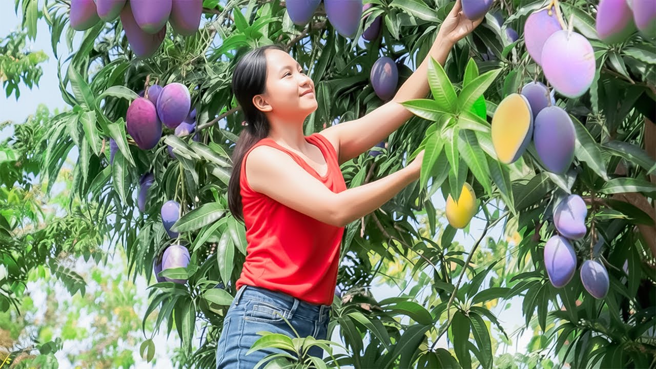 2 Days Time-lapse | Harvesting Exotic Purple Mango & Giant Jackfruit to sell at the market