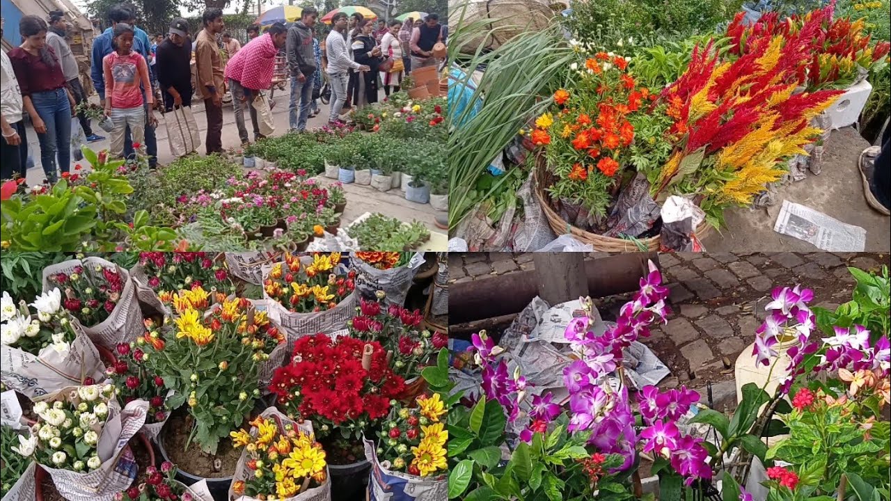 Flower Plants Market | Celosia Chrysanthemum Plant Orchid Cosmos Marigold Rose At Cheapest Prices