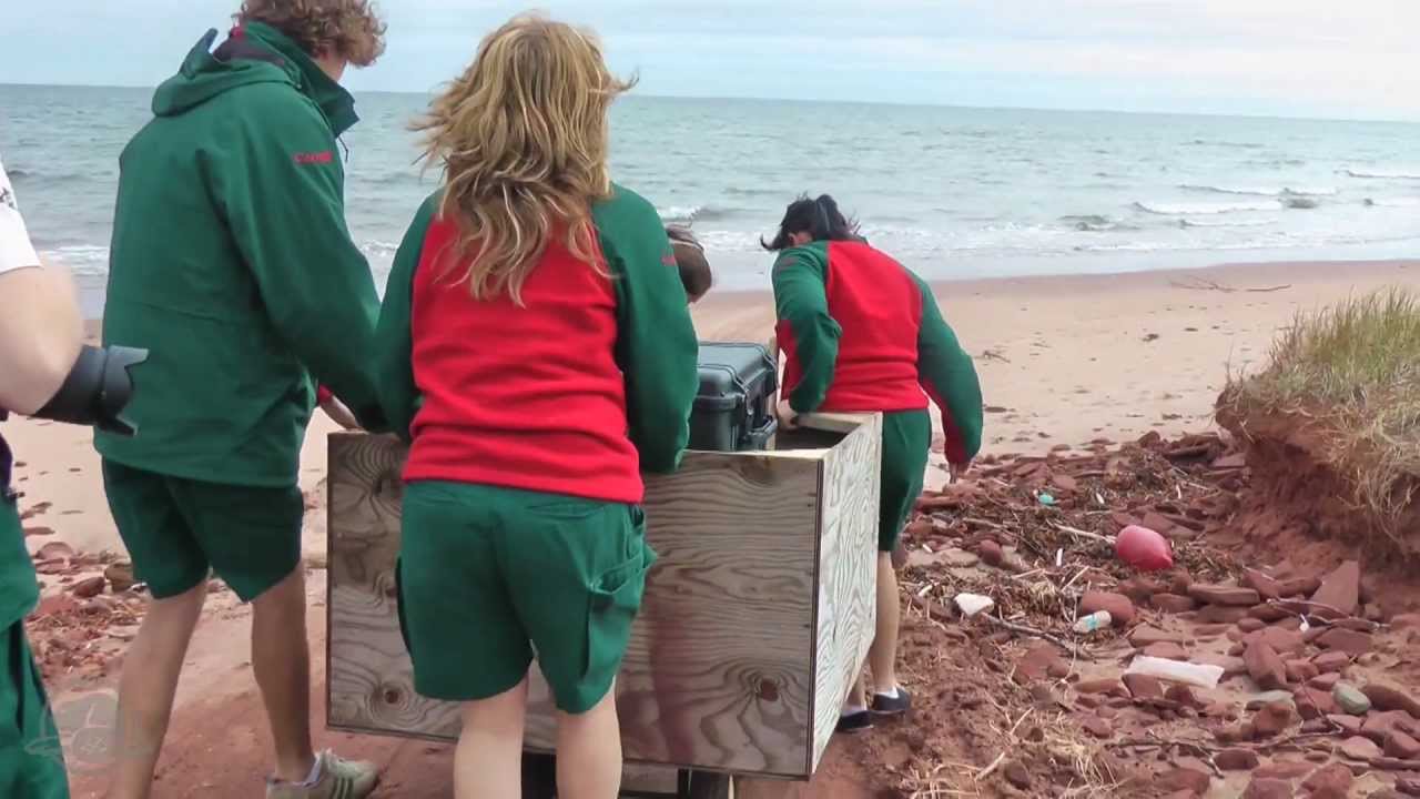 Plovers in a Dangerous Time -- Canada's Greatest Summer Job