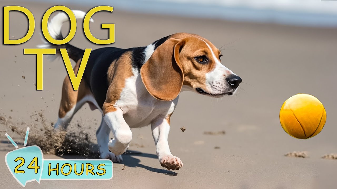 DOG TV: Video Relax to Keep Dogs Calm & Happy When You&rsquo;re Not Home - Music Anti-Anxiety for Dogs