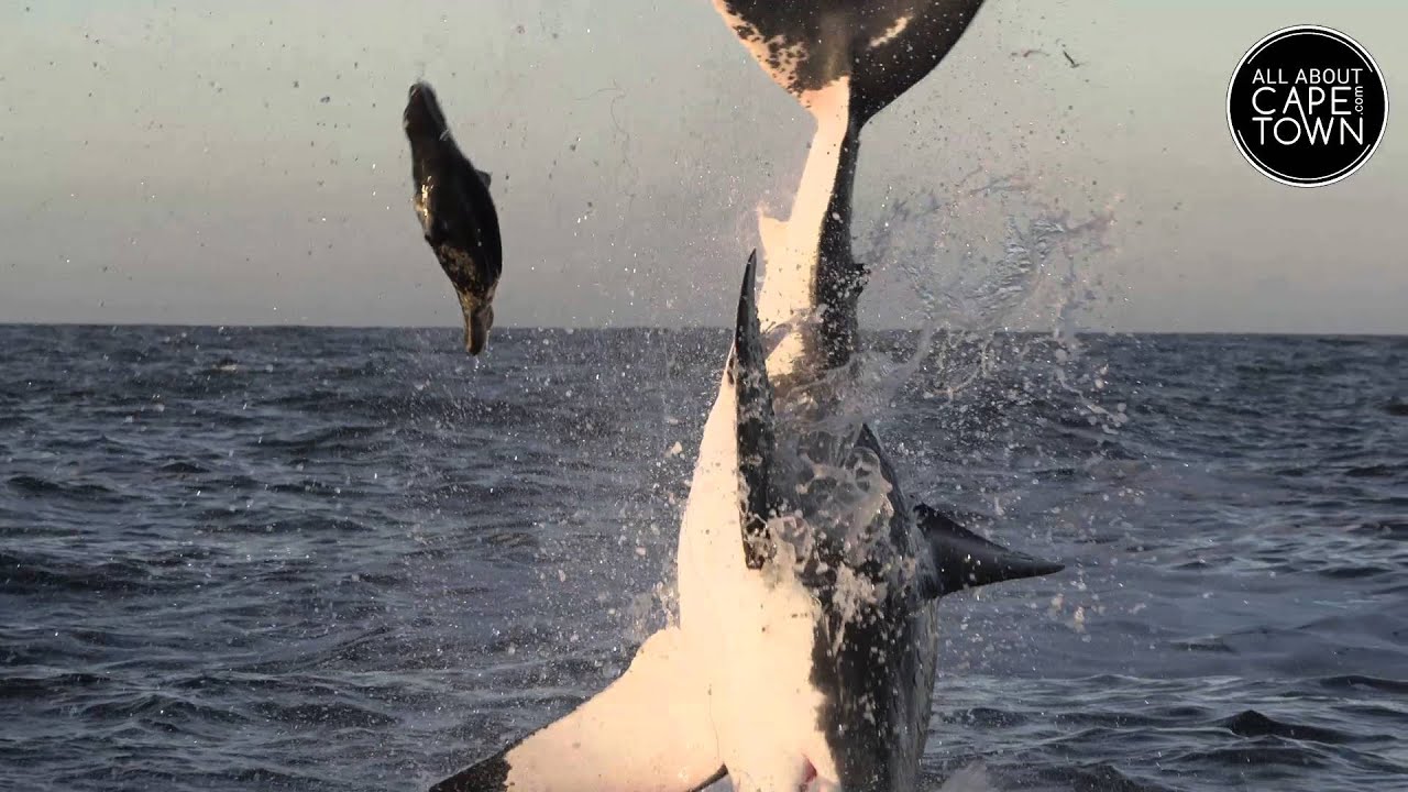 All About Cape Town - Shark Cage Diving