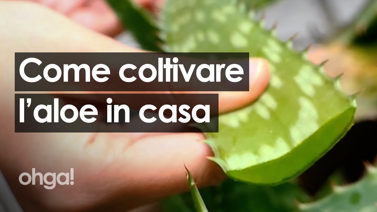 Come coltivare l'aloe in casa e come prendersene cura!