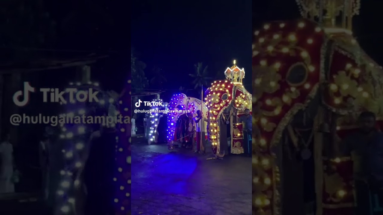 perahera elephant #srilankananimals #srilankanelephant