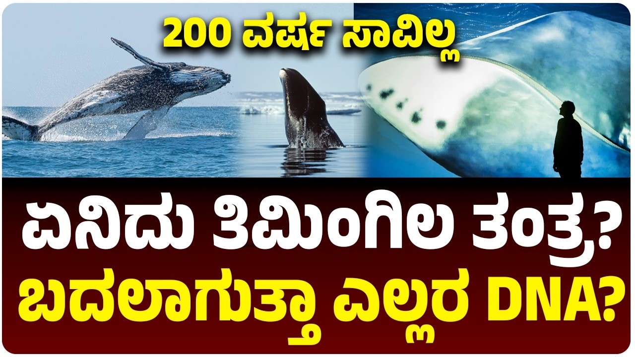 ಮನುಷ್ಯ 200 ವರ್ಷ ಬದುಕಬಲ್ಲ; ತಿಮಿಂಗಿಲ ಡಿಎನ್‌ಎ ರೂಪಾಂತರ ಐಡಿಯಾ ಕಾಪಿ ಮಾಡುವುದು ಹೇಗೆ? |  Vijay Karnataka
