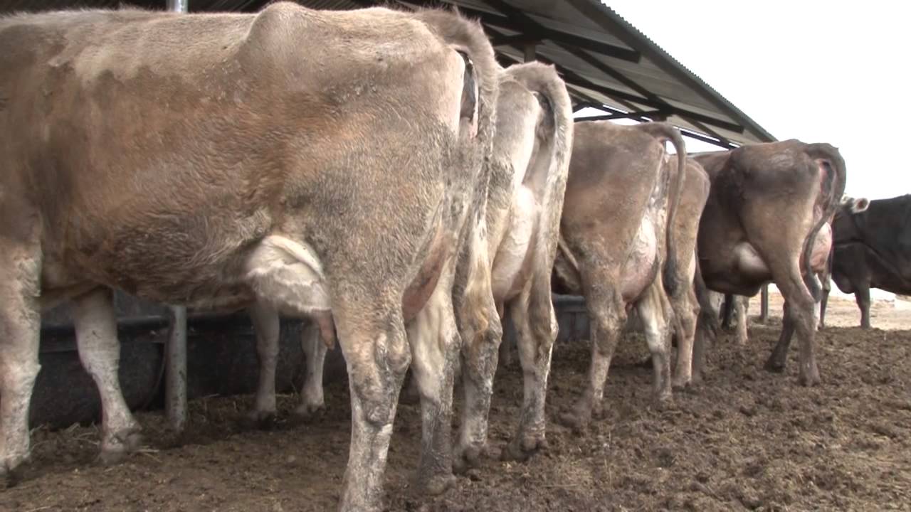 SIEMBRA....BROWN SWISS PUNO , MEJORAMIENTO GENETICO, PRESENTACION