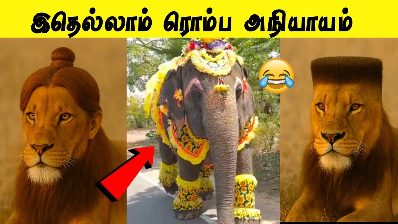 இதெல்லாம் சிங்கம் பார்த்துச்சுனா 🤣 | பயங்கரமான யானையா இருக்கே 😂