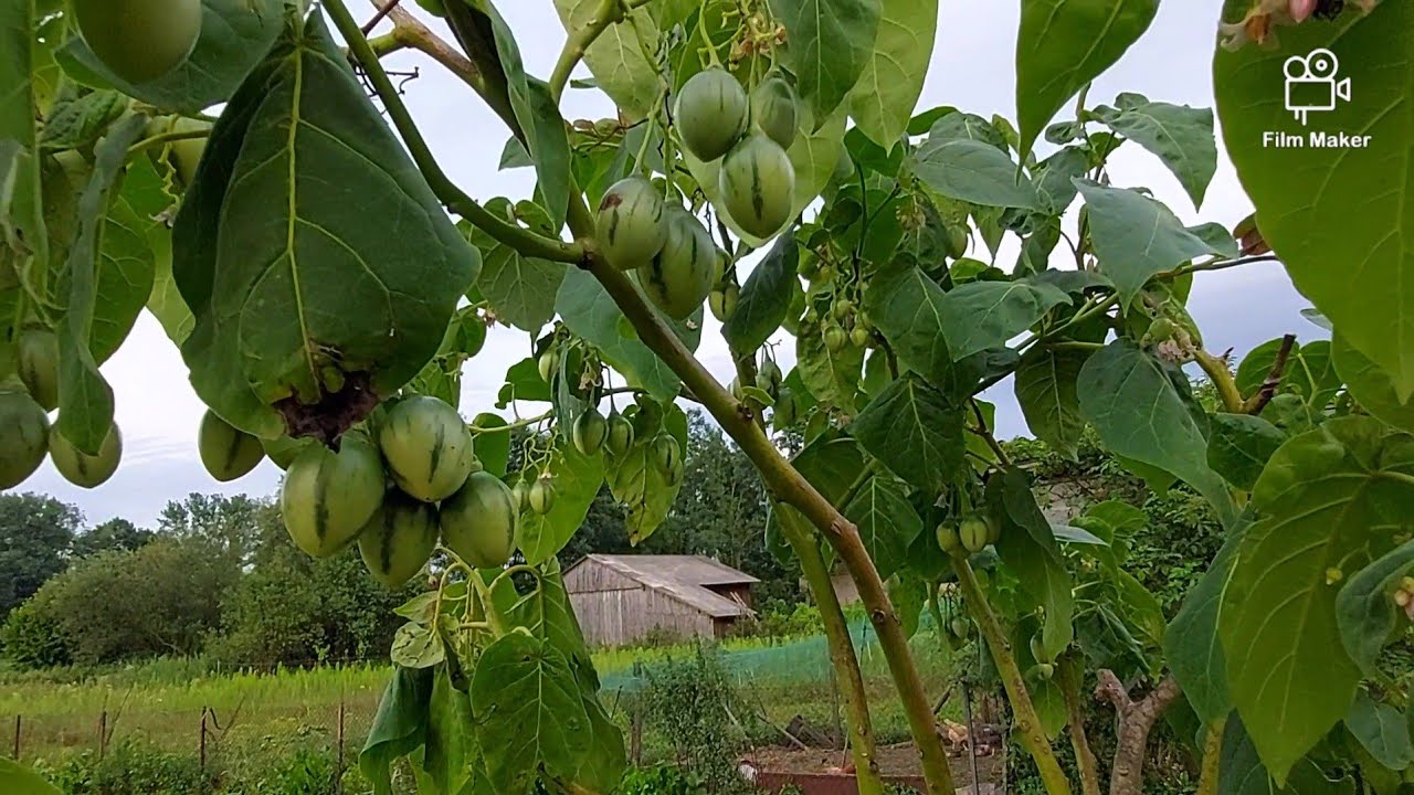 5-letnie Tamarillo pełne owocowanie .