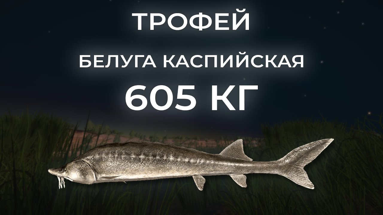 Трофейная Белуга Каспийская, 605,76кг