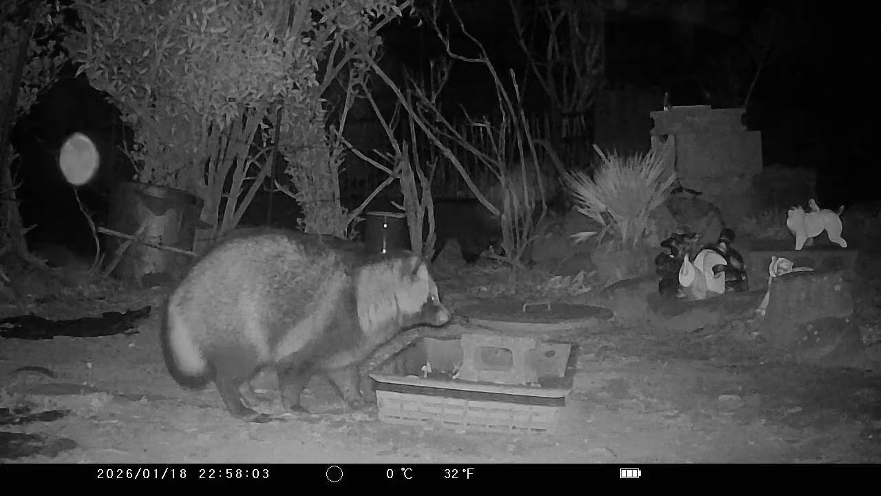 タヌキ君キツネさん🦊の食事を強奪する‼️ ケンカはいけない、一緒に食べれば良いけど🙆