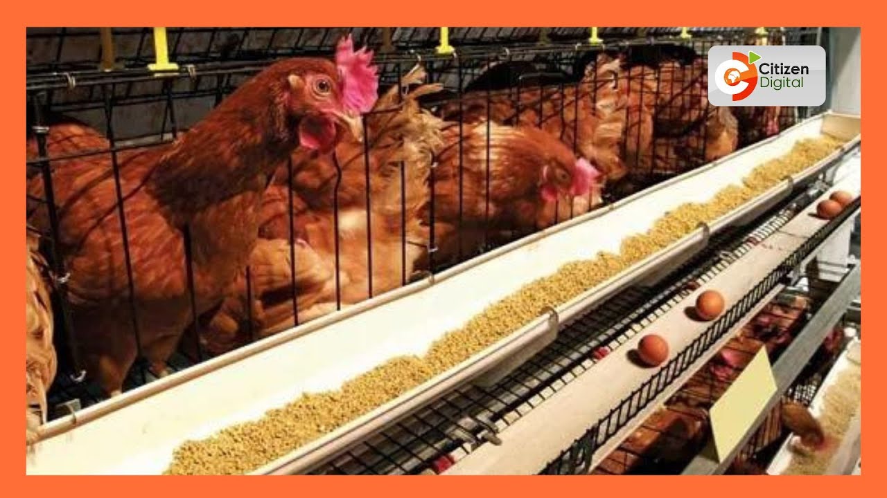 | Kenya's Gold | Poultry Production 101 (Part 1)