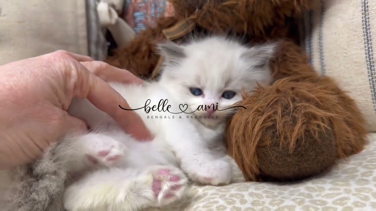 Basil - male ragdoll kitten 