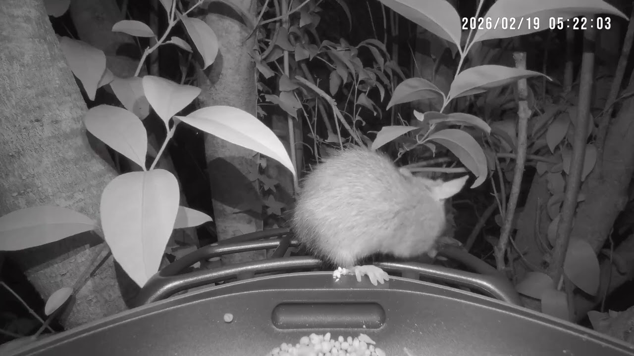 Rat at the bird feeder 🐀