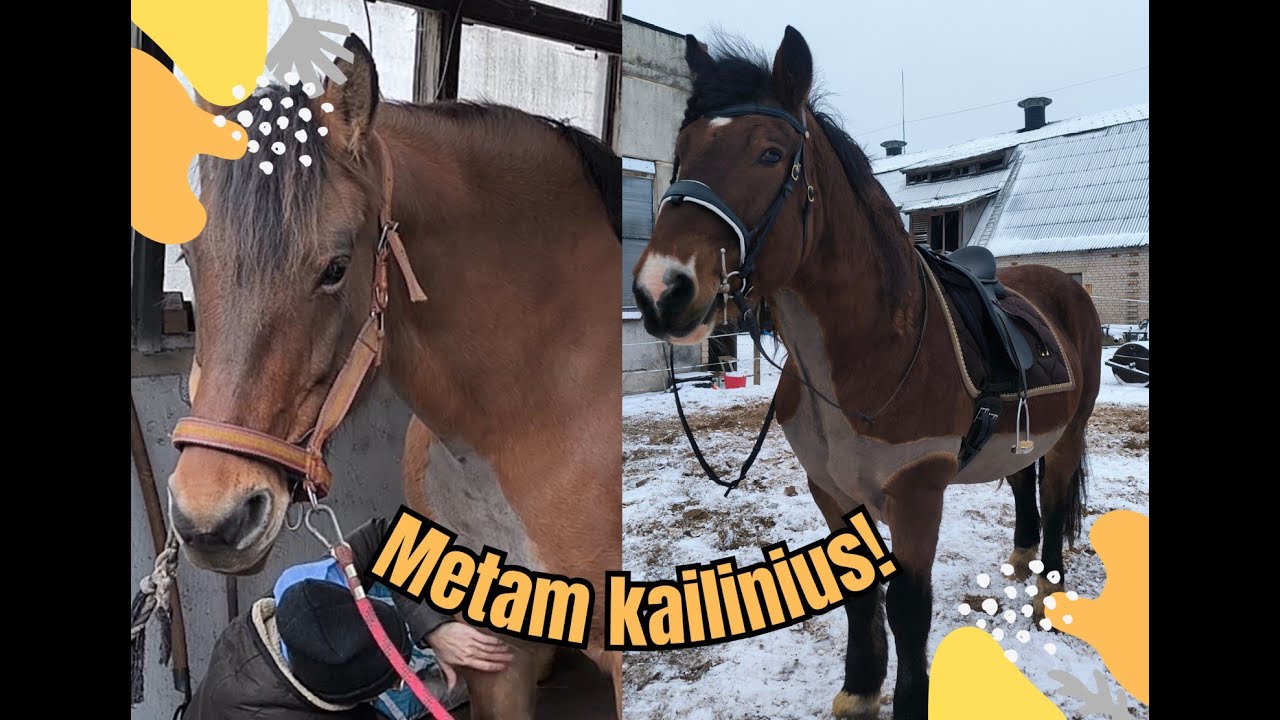 Žirgai meta kailinius! - UJ Liberty Work