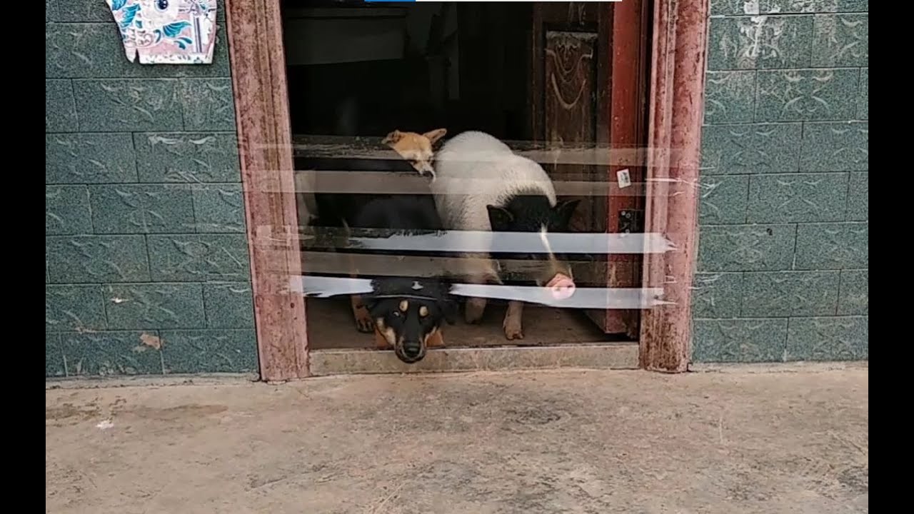 猪狗智商大比拼：过胶带！