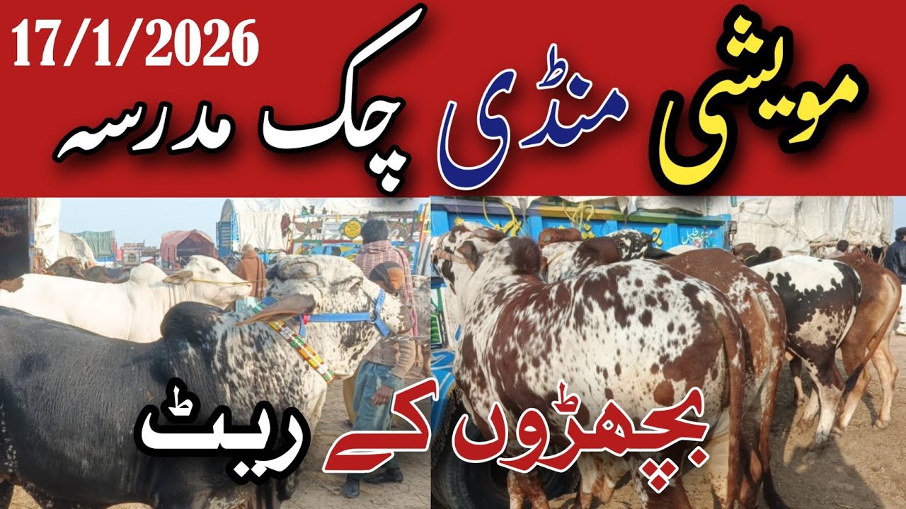 Today Bachra Rate in چک مدرسہ مارکیٹ | Real Mandi Update 😎
