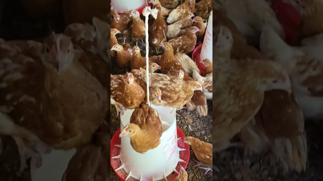 500 commercial layers chicken | 9 weeks old | Poultry farming in Kenya